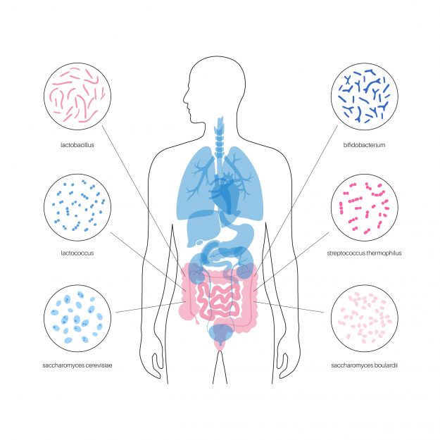 Rastlinná strava, mikrobióm, akné, vegánstvo Rastlinná strava, mikrobióm, akné, vegánstvo