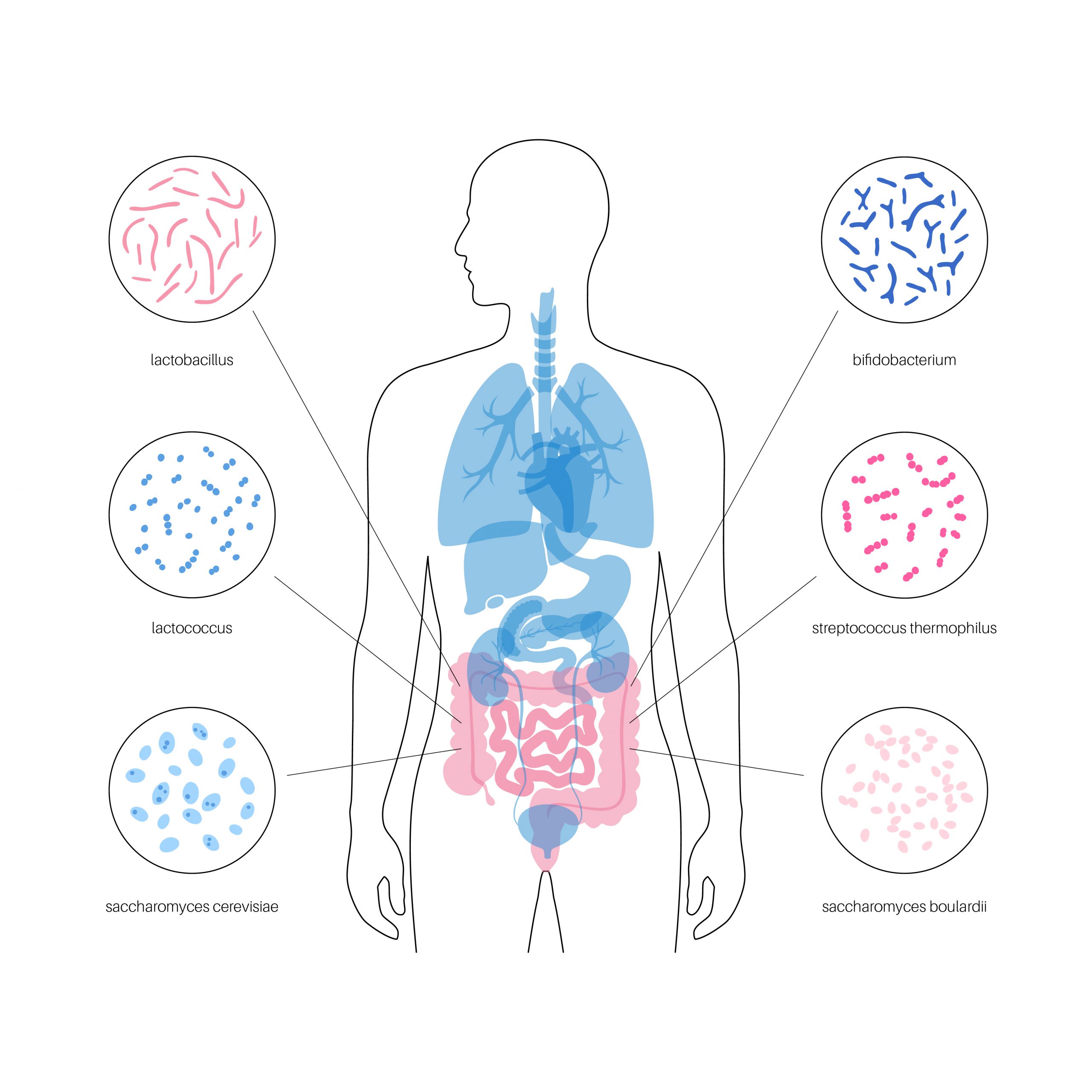 Rastlinná strava, mikrobióm, akné, vegánstvo